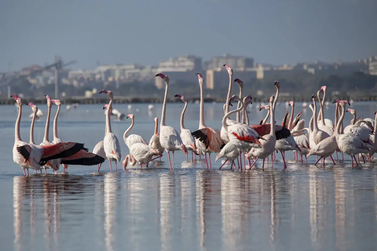 En flock rosa flamingos vid vattnet med staden Cagliari, Italien i bakgrunden.